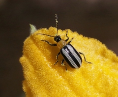 Acalymma trivittatum