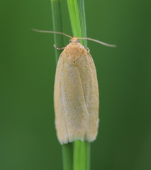 Clepsis rogana