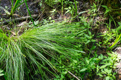 Stellulatae