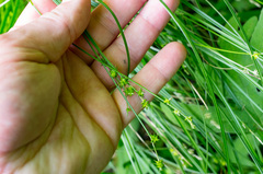 Stellulatae
