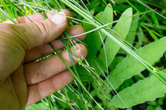 Stellulatae