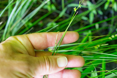 Stellulatae