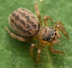 Euophrys frontalis