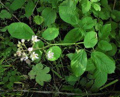 Rubus rufescens