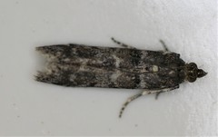 Ortholepis pasadamia