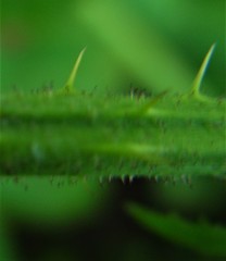 Rubus rufescens