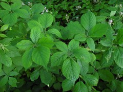 Rubus rufescens