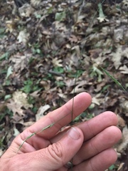 Melica smithii