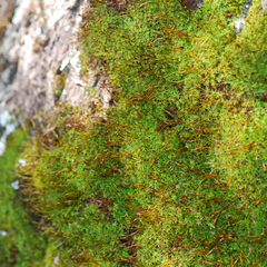 Syntrichia princeps