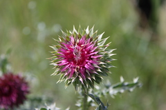 Carduus nutans leiophyllus