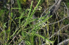 Struthiola argentea