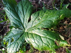 Podophyllum hexandrum
