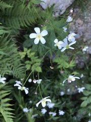 Ranunculus aconitifolius