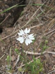 Blepharipappus scaber