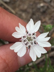 Blepharipappus scaber