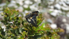 Ardaris eximia