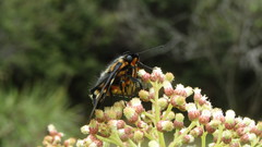 Ardaris eximia