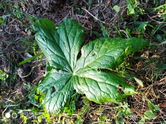 Podophyllum hexandrum