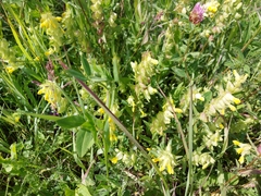 Rhinanthus serotinus