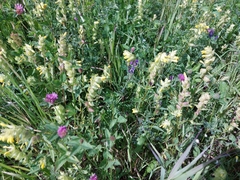 Rhinanthus serotinus