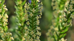 Struthiola hirsuta