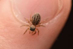 Euophrys frontalis