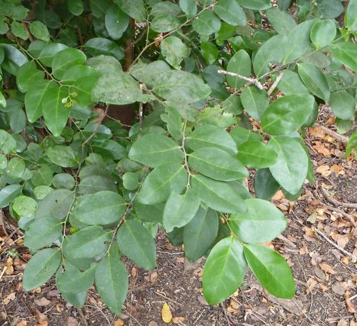 Diospyros elliotii (Diospyros elliotii)