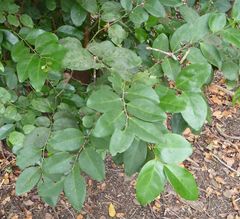 Diospyros elliotii