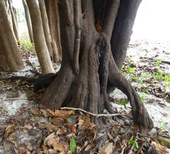 Diospyros elliotii