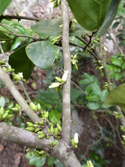 Diospyros elliotii