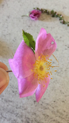 Rosa