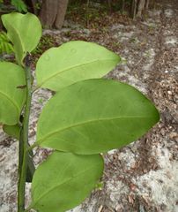 Diospyros elliotii