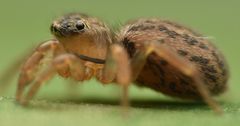 Euophrys frontalis
