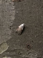 Aphomia sociella