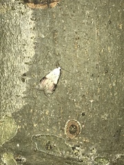 Aphomia sociella