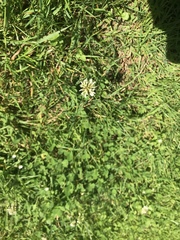 Trifolium repens