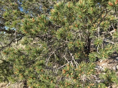 Pinus remota