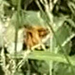 Ochlodes sylvanus