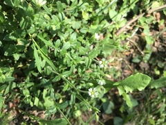 Cerastium