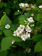 Rubus ostryifolius
