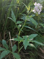 Cardamine macrophylla