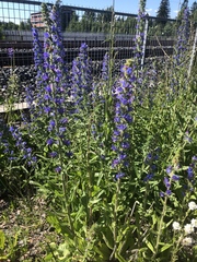Echium vulgare