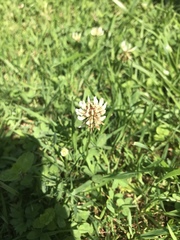 Trifolium repens