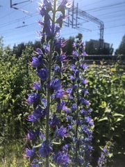 Echium vulgare