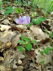 Lathyrus laxiflorus