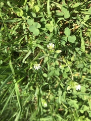 Cerastium
