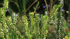 Struthiola hirsuta