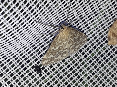 Evergestis frumentalis