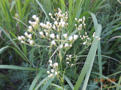 Eremogone longifolia