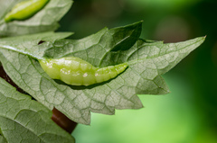 Dasineura parthenocissi